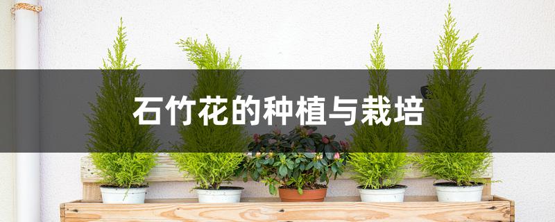 石竹花的种植与栽培 石竹花的种植与栽培