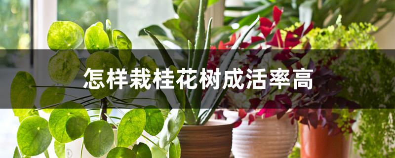 怎样栽桂花树成活率高