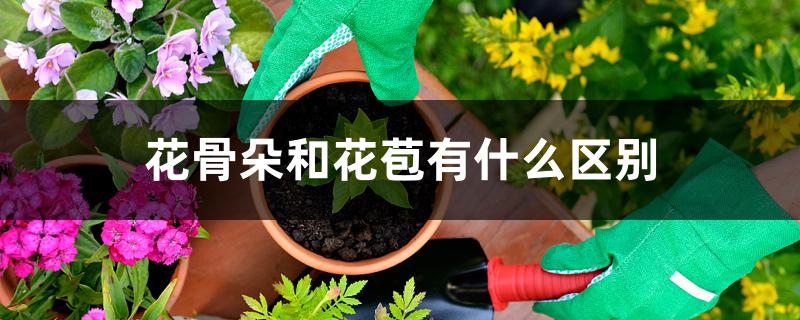 花骨朵和花苞有什么区别