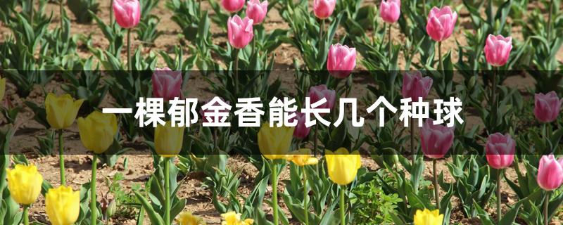 一棵郁金香能长几个种球 一棵郁金香能长几个种球