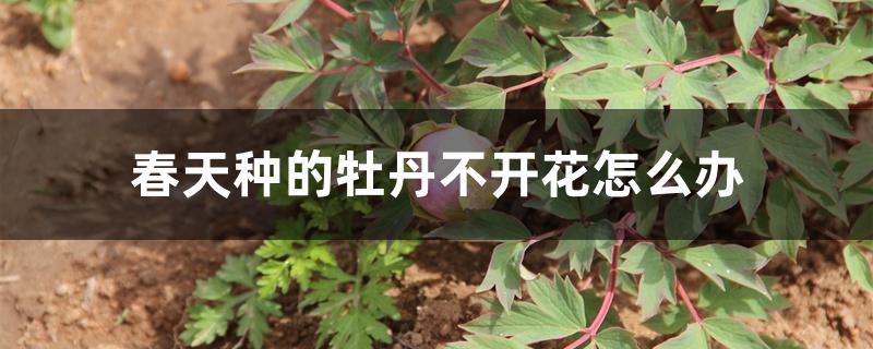 春天种的牡丹不开花怎么办 春天种的牡丹不开花怎么办