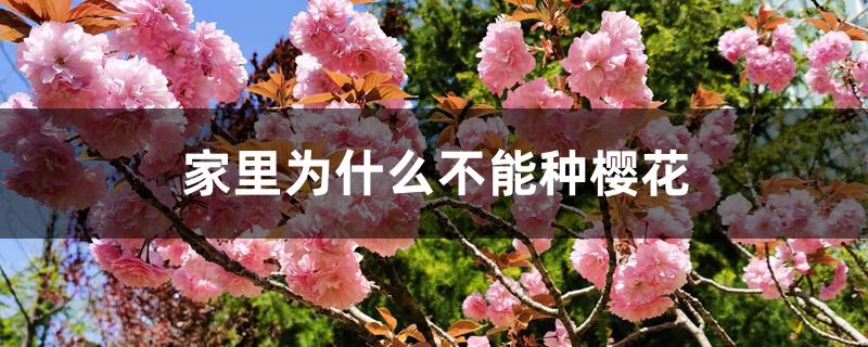 家里为什么不能种樱花 家里为什么不能种樱花