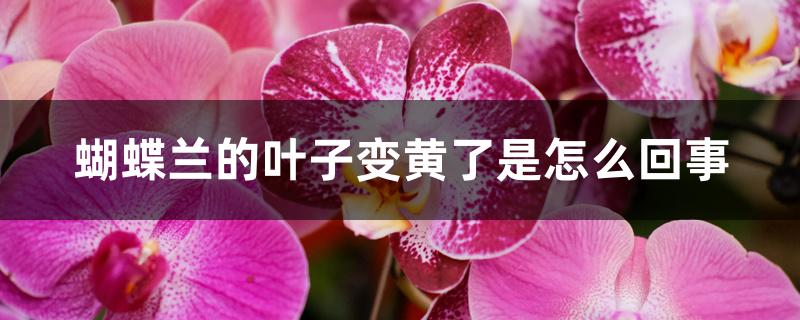 蝴蝶兰的叶子变黄了是怎么回事 蝴蝶兰的叶子变黄了是怎么回事