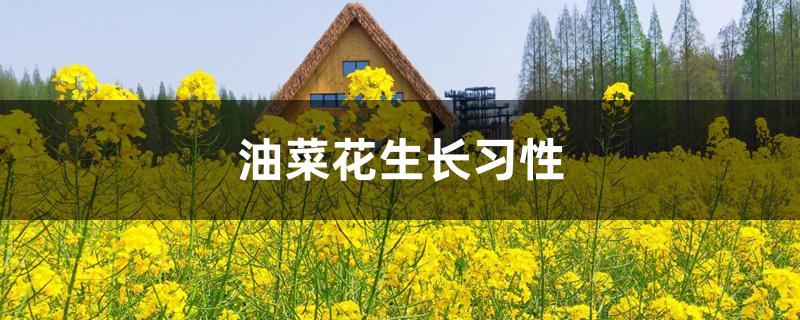 油菜花生长习性