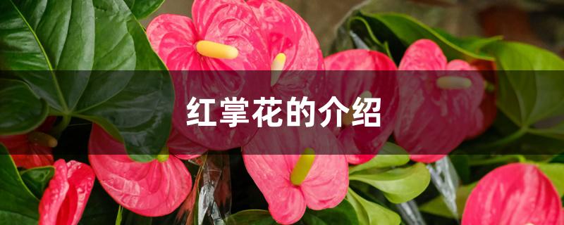 红掌花的介绍