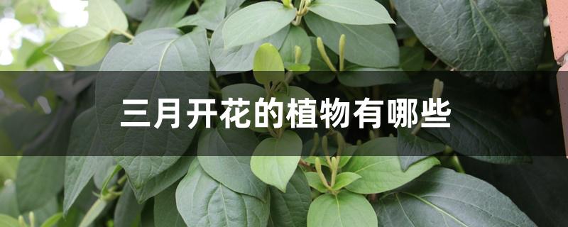 三月开花的植物有哪些