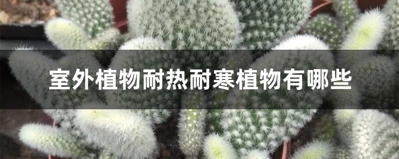 室外植物耐热耐寒植物有哪些