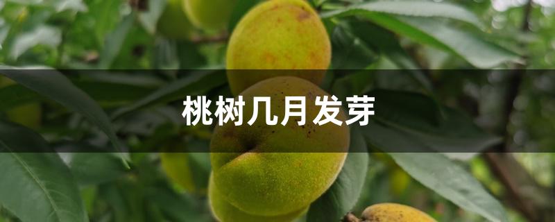 桃树几月发芽