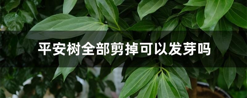 平安树全部剪掉可以发芽吗