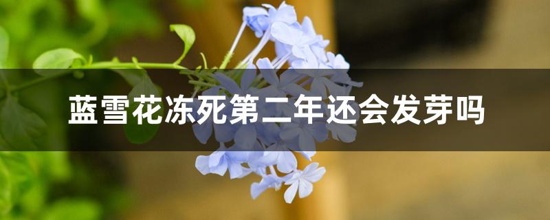 蓝雪花冻死第二年还会发芽吗