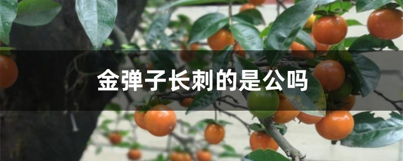 金弹子长刺的是公吗