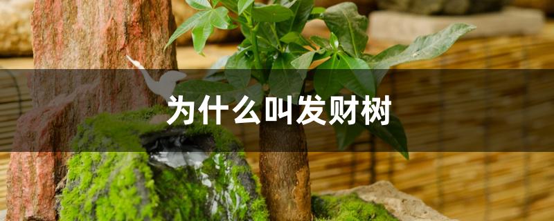 为什么叫发财树