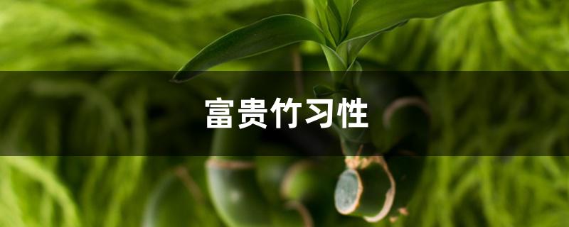 富贵竹习性