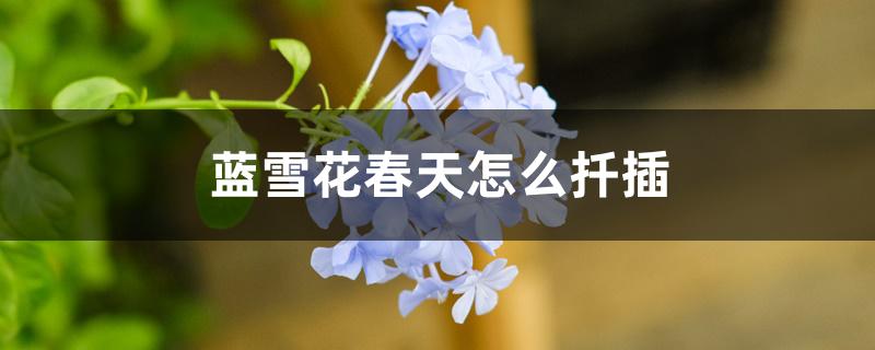 蓝雪花春天怎么扦插