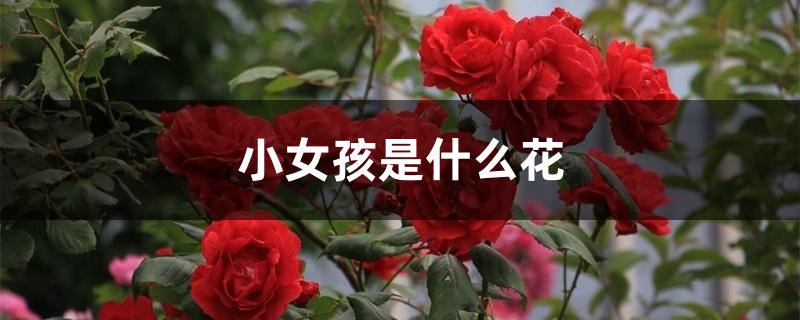 小女孩是什么花