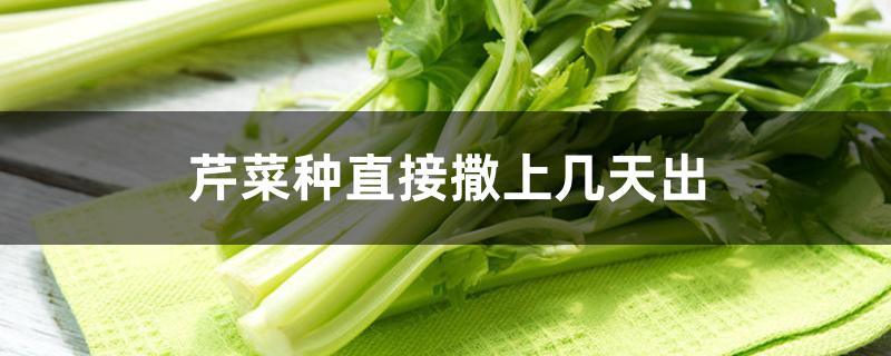 芹菜种直接撒上几天出