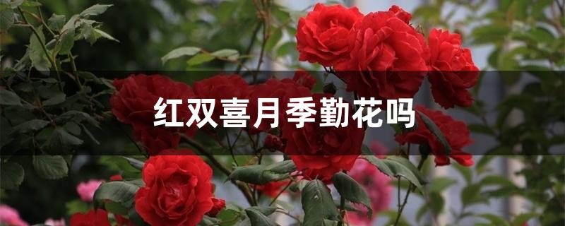 红双喜月季勤花吗