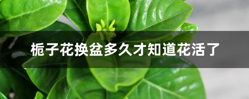 栀子花换盆多久才知道花活了