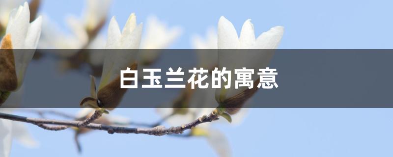 白玉兰花的寓意 白玉兰花的寓意