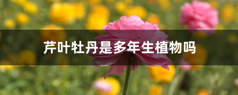 芹叶牡丹是多年生植物吗