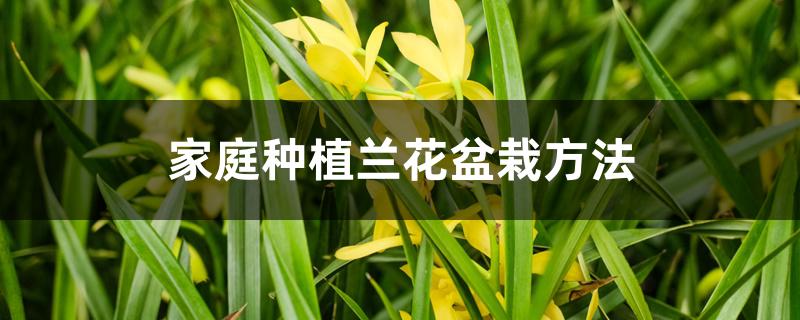 家庭种植兰花盆栽方法