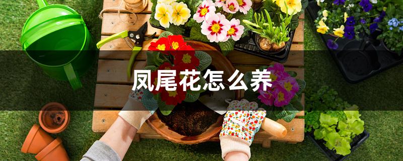 凤尾花怎么养