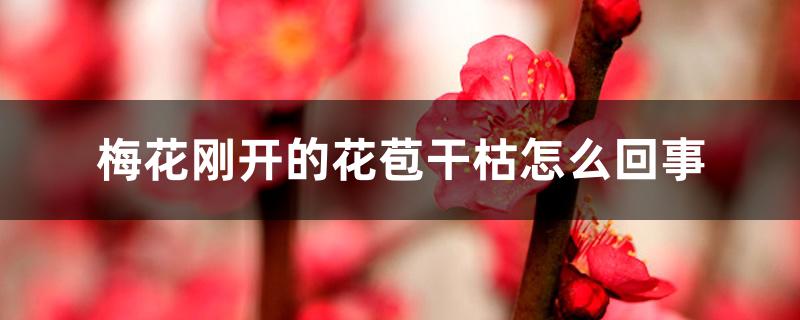 梅花刚开的花苞干枯怎么回事