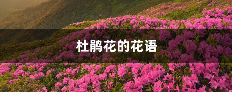 杜鹃花的花语