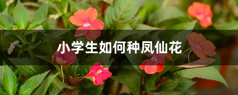 小学生如何种凤仙花