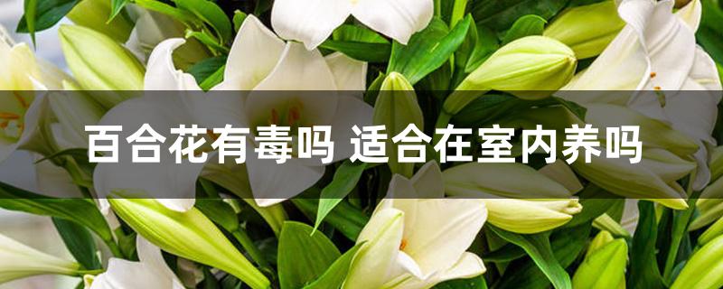 百合花有毒吗 适合在室内养吗