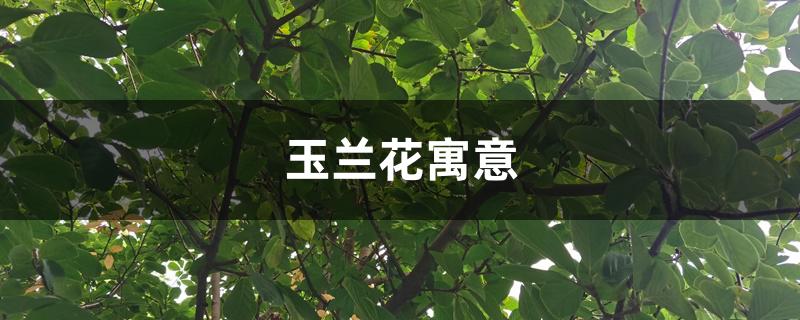 玉兰花寓意