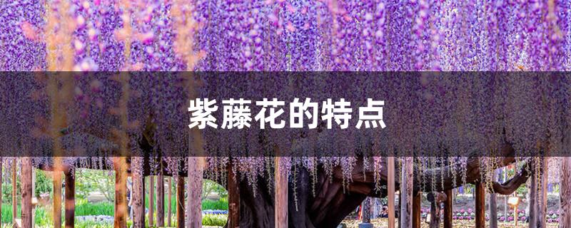 紫藤花的特点
