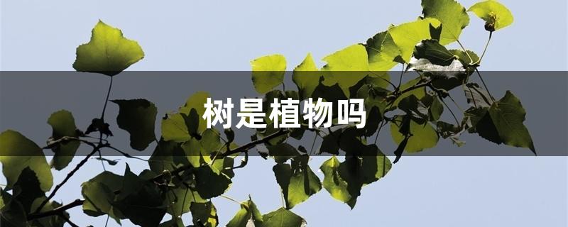 树是植物吗