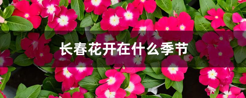 长春花开在什么季节