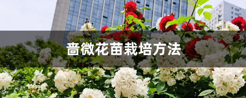 蔷薇花苗栽培方法