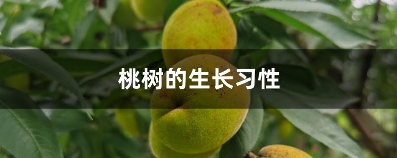 桃树的生长习性