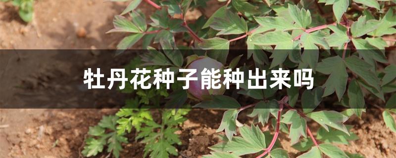 牡丹花种子能种出来吗