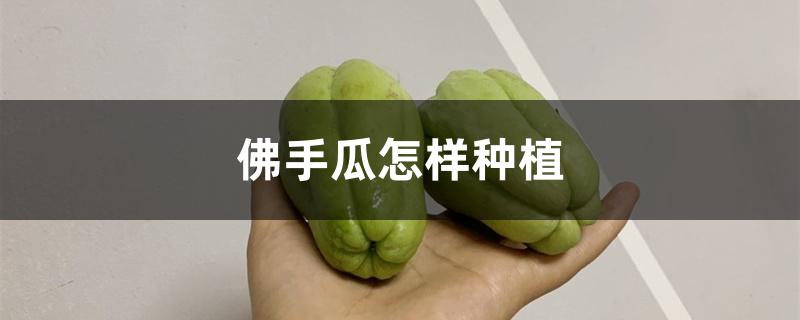 佛手瓜怎样种植