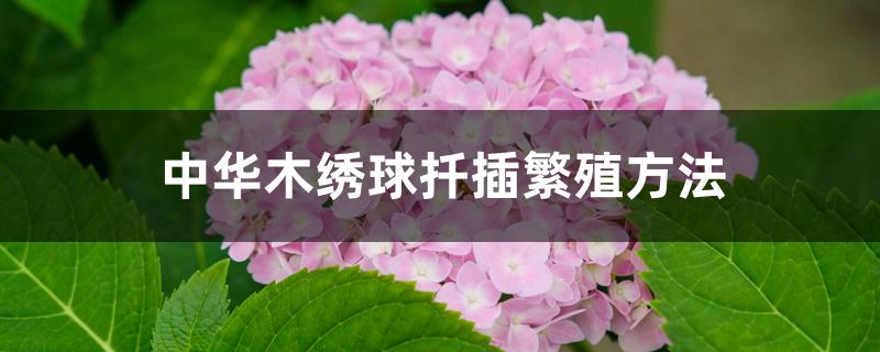 中华木绣球扦插繁殖方法