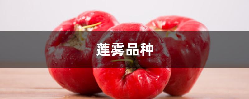 莲雾品种