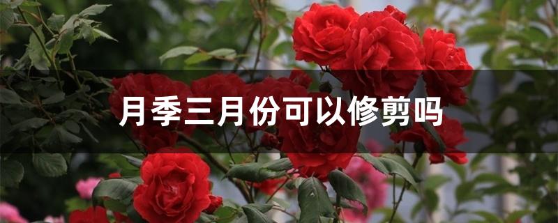 月季三月份可以修剪吗