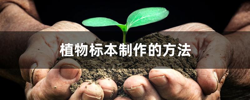 植物标本制作的方法