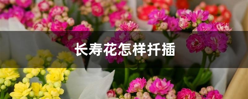 长寿花怎样扦插