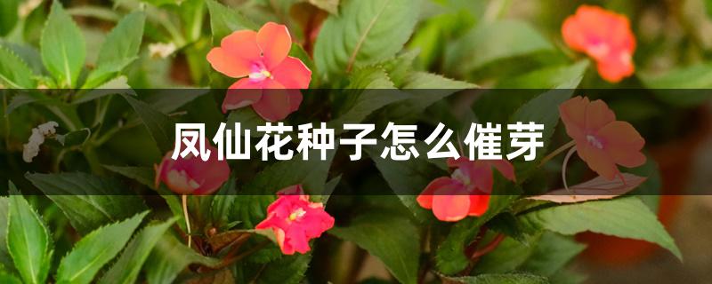凤仙花种子怎么催芽