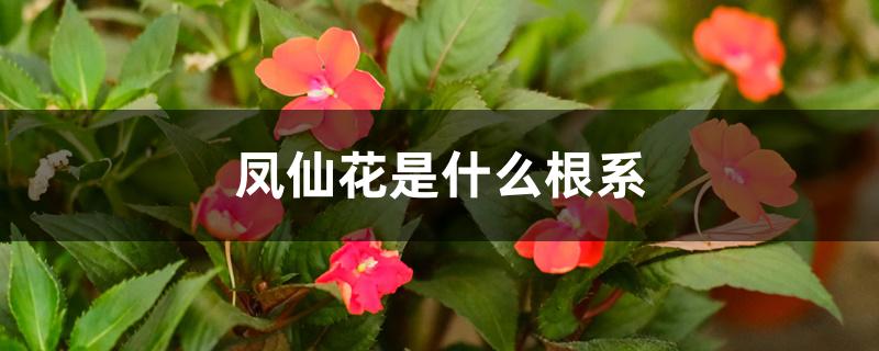 凤仙花是什么根系