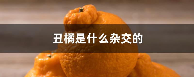丑橘是什么杂交的 丑橘是什么杂交的