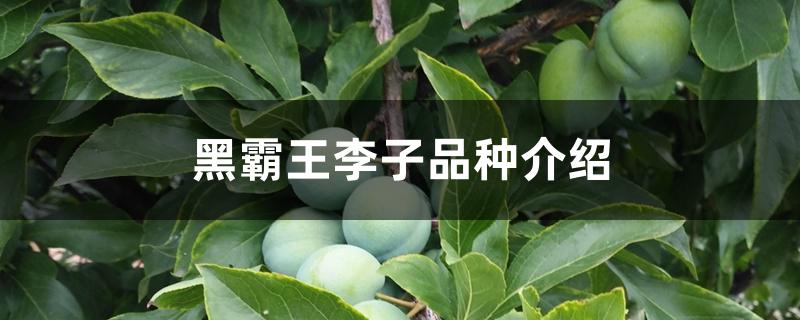 黑霸王李子品种介绍