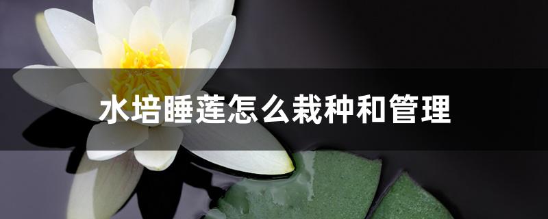 水培睡莲怎么栽种和管理