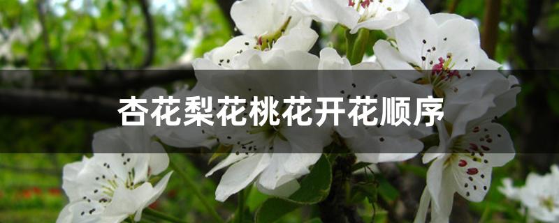 杏花梨花桃花开花顺序