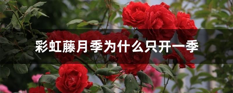 彩虹藤月季为什么只开一季